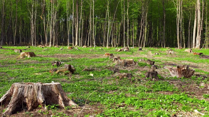 Consiglio Europeo rinvia di un anno le nuove norme sulla deforestazione