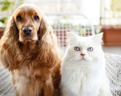 Bonus cani e gatti 2025: a chi spetta, per quali animali domestici e spese, importi
