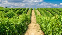 Consiglio dell'Unione Europea: nuove norme per il settore vinicolo UE