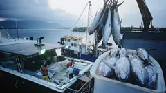 Consiglio dell'UE: posizione su sostegno a politiche per la pesca