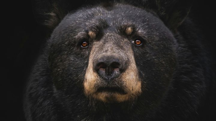 Le speranze degli Orsi sono riposte nella trimestrale di Nvidia